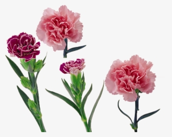 Carnation Vector Flower Huge Freebie Download For Powerpoint - Fleur Oeillet Png, Transparent Png, Transparent PNG