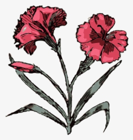 Angiosperms Clipart, HD Png Download, Transparent PNG