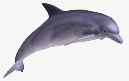 Dolphin Transparent Png - Dolphin Png, Png Download, Transparent PNG