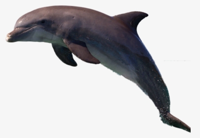 Dolphin Png Image - Common Bottlenose Dolphin, Transparent Png, Transparent PNG