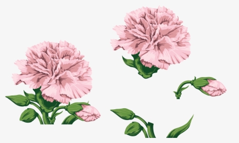 Carnations, Watercolor Flowers, Paint, Hands - Watercolor Pink Carnation Png, Transparent Png, Transparent PNG