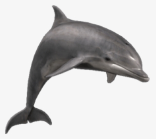 Bottlenose Dolphin Png, Transparent Png, Transparent PNG