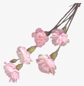 Transparent Pink Carnation Png, Png Download, Transparent PNG