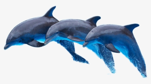 Dolphin Png Image - Latexfauna, Transparent Png, Transparent PNG