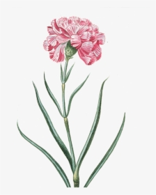Pink Vintage Png Flowers, Transparent Png, Transparent PNG