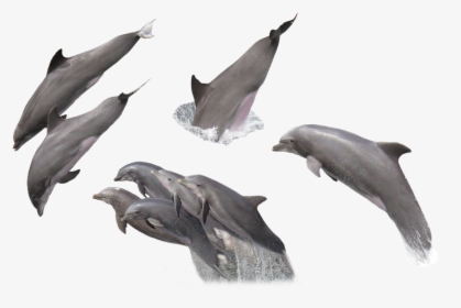 Dolphin Fish Png Images With Transparent Backgrounds - Dolphin Png, Png Download, Transparent PNG