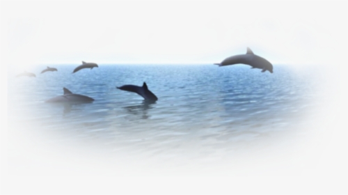 Vaporwave Dolphin Png , Png Download - Png Dolphin Vaporwave, Transparent Png, Transparent PNG