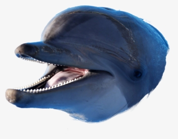 Dolphin Png Image - Dolphin Eh Eh Meme, Transparent Png, Transparent PNG