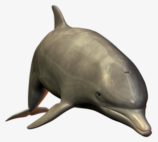Dolphins .png, Transparent Png, Transparent PNG