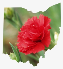 Ohio - Carnation, HD Png Download, Transparent PNG
