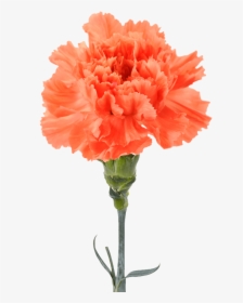 Garofano Arancio, HD Png Download, Transparent PNG