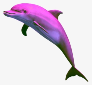 Aesthetic Dolphin Png Clipart , Png Download - Aesthetic Dolphin Png, Transparent Png, Transparent PNG