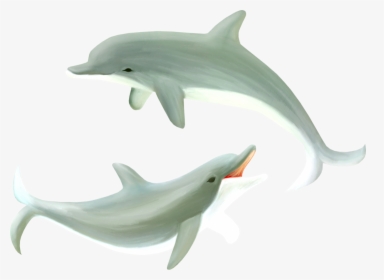 Dolphin Png - Common Bottlenose Dolphin, Transparent Png, Transparent PNG