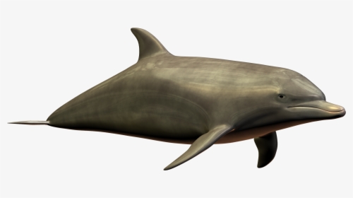 Best Free Dolphin High Quality Png - Dolphin Imagepng, Transparent Png, Transparent PNG