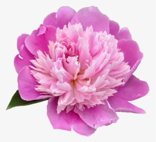 Flower,flowering Plant,petal,common Peony,cut Flowers,pink - Transparent Peony, HD Png Download, Transparent PNG