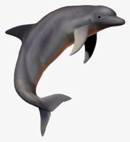 Dolphin Png,fish Png,picsartallpng - Dolphin No Background, Transparent Png, Transparent PNG