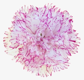 Carnation Dianthus- - Dianthus, HD Png Download, Transparent PNG