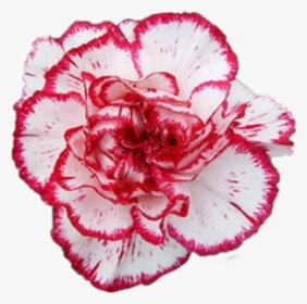 #carnation #flower - Carnation, HD Png Download, Transparent PNG