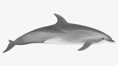 Bottlenose Dolphin Futurismo - Indo Pacific Bottlenose Dolphin Png, Transparent Png, Transparent PNG