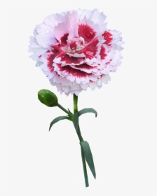 Carnation Stem Flower Free Picture - Carnation With Stem Transparent Background, HD Png Download, Transparent PNG