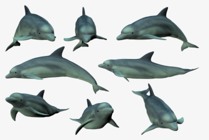 Dolphin Png - Dolphin Tricks Png Hd, Transparent Png, Transparent PNG
