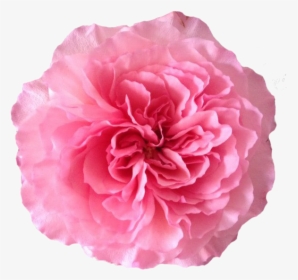 Mayra's Rose, HD Png Download, Transparent PNG