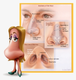 Rhinoplasty, Commonly Known As A “nose Job,” Is The - Nasal Anatomy Plastic Surgery, HD Png Download, Transparent PNG