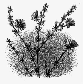 Wild Flower Clipart Black And White Jpg Freeuse Stock - Flower, HD Png Download, Transparent PNG