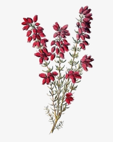 Heather Flower Clipart, HD Png Download, Transparent PNG