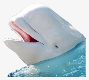 Beluga Whale Png - Beluga Whale Transparent Background, Png Download, Transparent PNG