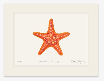 Horned Sea Star - Starfish, HD Png Download, Transparent PNG