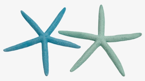 10 Finger Starfish 2 4 Dyed Pastel - Starfish, HD Png Download, Transparent PNG