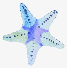 Starfish , Png Download - Starfish, Transparent Png, Transparent PNG