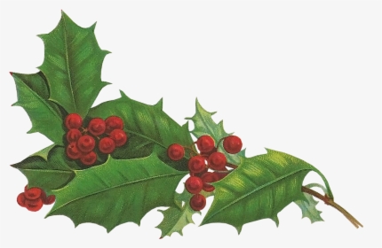Holly Aquifoliales Christmas Holiday Snowman - Holiday Holly Png, Transparent Png, Transparent PNG