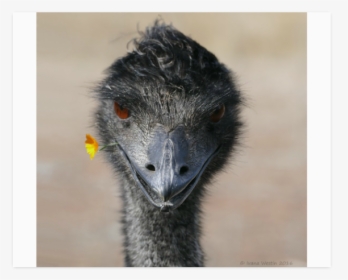 Happy Emu Poster 20 X16 - Happy Emu, HD Png Download, Transparent PNG