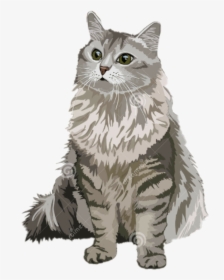 #samy #@samantha103 #cat #gato #tumblr - Domestic Long-haired Cat, HD Png Download, Transparent PNG