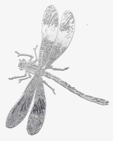 Dibujo Libélula Sin Fondo, HD Png Download, Transparent PNG
