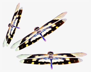 #dragonflies #three #insect #nate #wings - Surfboard, HD Png Download, Transparent PNG