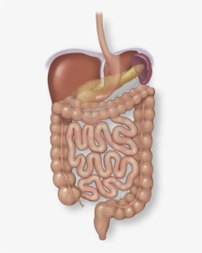 Direct Hernia Demonstrated Medial To Epigastric Vessels - Illustration, HD Png Download, Transparent PNG