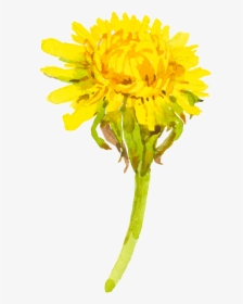 Yellow Cartoon Chrysanthemum Watercolor Transparent - Dandelion, HD Png Download, Transparent PNG