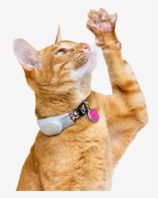 Red Dingo Cat Tag , Png Download - Red Dingo Cat Tags, Transparent Png, Transparent PNG