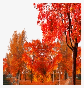 #mq #red #tree #autumn #fall #landscape, HD Png Download, Transparent PNG