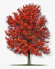 Acer Rubrum Red Maple Tree , Png Download - Acer Rubrum Red Maple Tree, Transparent Png, Transparent PNG