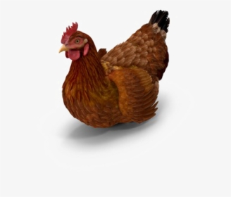 Brown Chicken Png Photo - Rooster, Transparent Png, Transparent PNG
