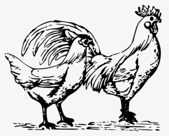 Poultry Clipart, HD Png Download, Transparent PNG