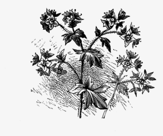 Flower Wildflower Image Digital Download - Flower Illustration Black Png, Transparent Png, Transparent PNG