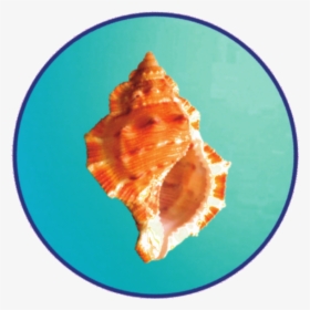 Sea Shell Circlertd - Conch, HD Png Download, Transparent PNG