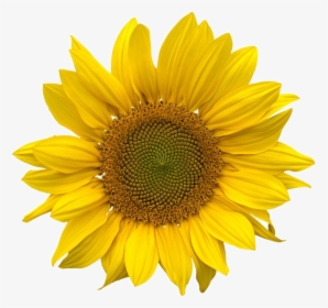#png #moodboard #filler #yellow #freetoedit - Aesthetic Sunflower Png, Transparent Png, Transparent PNG