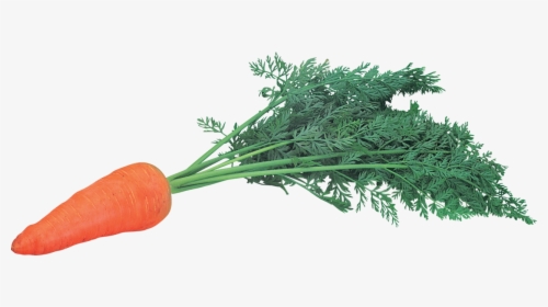 Carrot Png Image - Морков Пнг, Transparent Png, Transparent PNG