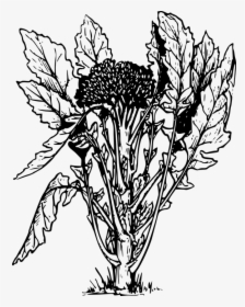 Black And White Vegetable Drawing, HD Png Download, Transparent PNG